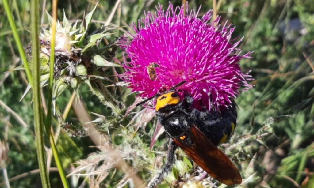 Scoliidae: femmina di Megascolia maculata flavifrons